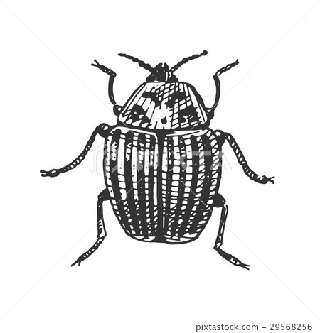 beetle, insect species isolated engraved, hand beetle, insect species isolated engraved, hand 29568256