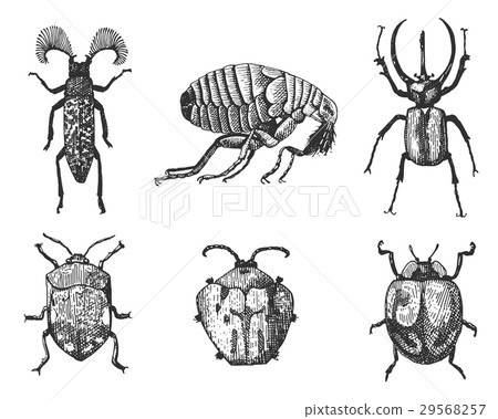 big set of insects bugs beetles and bees many 29568257