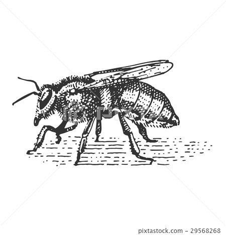 beetle, insect species isolated engraved, hand 29568268