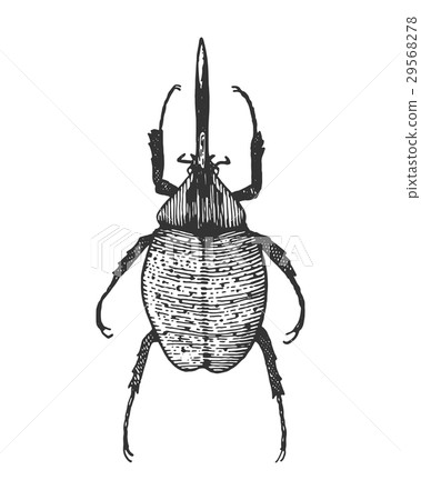 beetle, insect species isolated engraved, hand 29568278