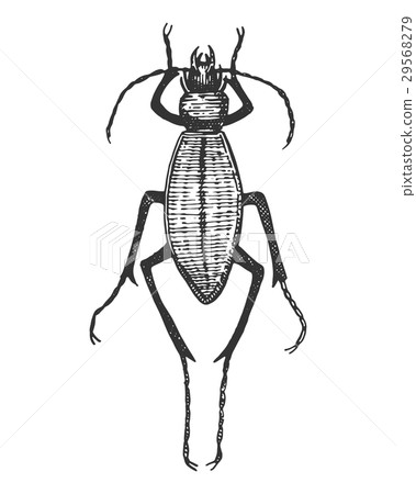 beetle, insect species isolated engraved, hand 29568279