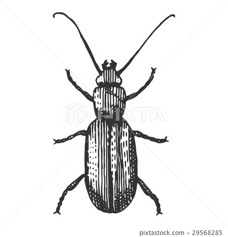 beetle, insect species isolated engraved, hand beetle, insect species isolated engraved, hand 29568285