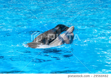 seal is riding on a dolphin in blue water 29568482