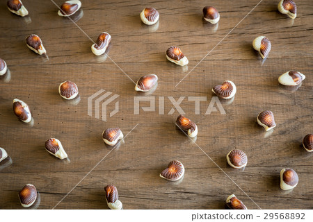 Seashells chocolates 29568892