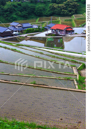 Oniki rice terrace flooded landscape 29569188