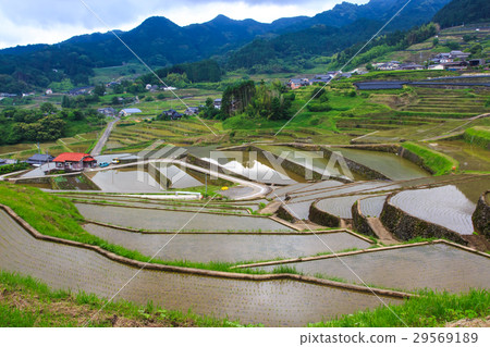 Oniki rice terrace flooded landscape 29569189