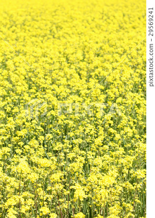 Rape blossoms Rape blossoms 29569241