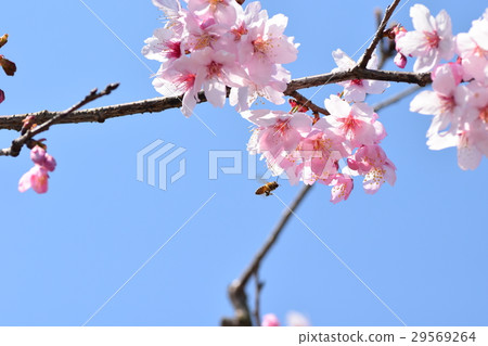 日本蜜蜂和櫻花櫻花櫻花瓣春天盛開 29569264