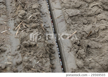 直接操作幹稻田稻田 29569503