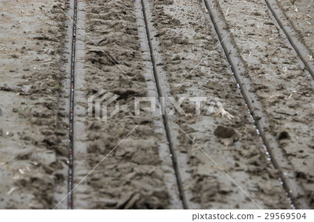 直接操作幹稻田稻田 29569504