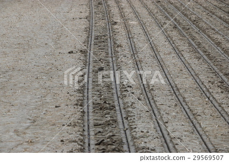 Direct operation of dry paddy field Paddy 29569507