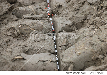 Direct operation of dry paddy field Paddy 29569508