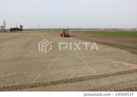 Dry paddy direct sowing of paddy rice 29569537