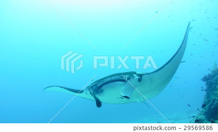 Manta in the sea 29569586