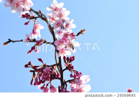 日本蜜蜂和櫻花櫻花櫻花瓣春天盛開 日本蜜蜂和櫻花櫻花櫻花瓣春天盛開 29569695