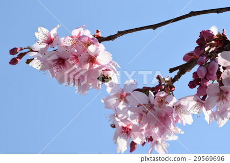 櫻花櫻桃樹蜜蜂櫻花瓣春天春天綻放 櫻花櫻桃樹蜜蜂櫻花瓣春天春天綻放 29569696