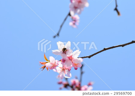 櫻花櫻桃樹蜜蜂櫻花瓣春天春天綻放 29569700