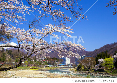 Cherry-blooming Tone River and Mizunoshi Gorge 29569743