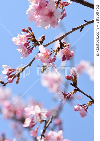 Japanese honey bee and cherry blossoms Sakura cherry blossom petals spring full bloom 29569752