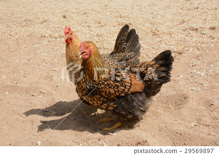 Laced wyandotte and Sicilian buttercup chickens Laced wyandotte and Sicilian buttercup chickens 29569897