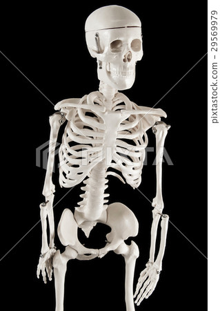Human bone model 29569979