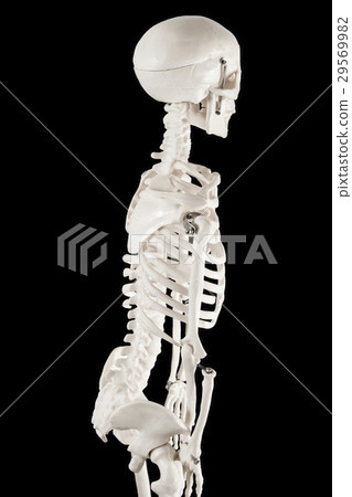 人體骨骼模型,景觀 人體骨骼模型,景觀 29569982
