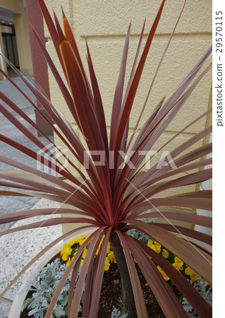 有氣味的舒蘭葉 有氣味的舒蘭葉 29570115