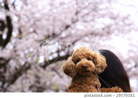 Toy poodle and cherry blossoms 29570381
