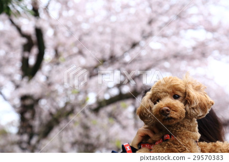 Toy poodle and cherry blossoms 29570383