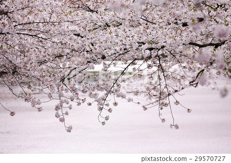 Hirosaki cherry tree Hirosaki cherry tree 29570727
