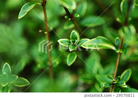 捲曲的被察覺的天鵝的新的葉子 29570811