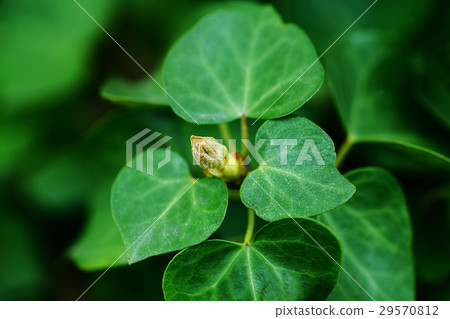 Kutsuta豆芽 29570812