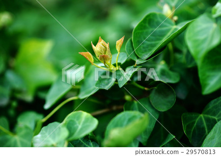 Kutsuta的新葉子 29570813