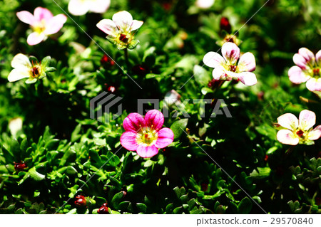 Western black pea flower red flower Western black pea flower red flower 29570840