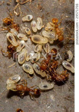 紅火蟻與卵 29571708