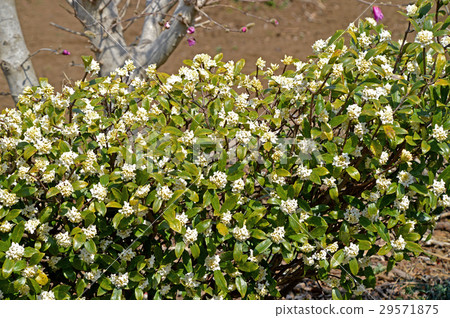 白尾銀杏 29571875