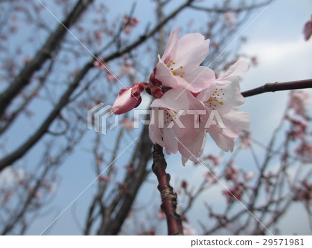 櫻桃樹 29571981