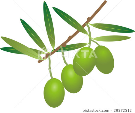 橄 橄 29572512