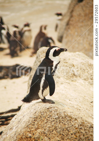 Cape Penguin Cape Penguin 29572603