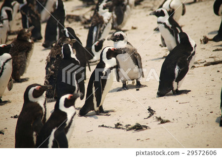 Cape Penguin 29572606