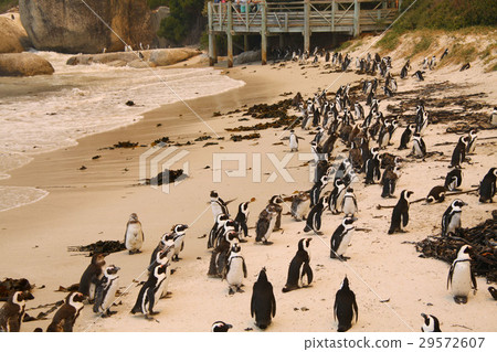 Cape Penguin Cape Penguin 29572607