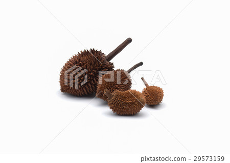 Durian staff isolated on white background 29573159