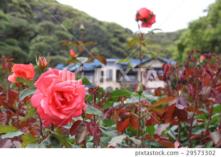 鎌倉文學博物館的玫瑰 29573302