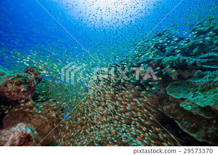 Spinach Spinach 29573370