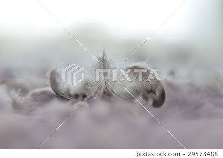 羽毛 羽 鳥羽 羽毛 羽 鳥羽 29573488