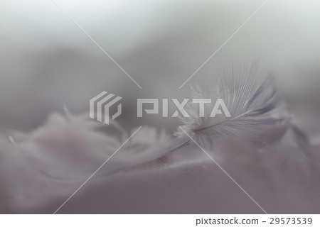 羽毛 羽 鳥羽 羽毛 羽 鳥羽 29573539