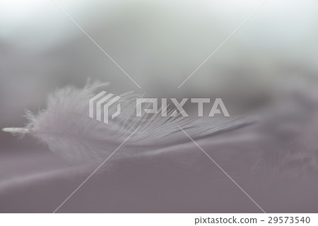 羽毛 羽 鳥羽 29573540