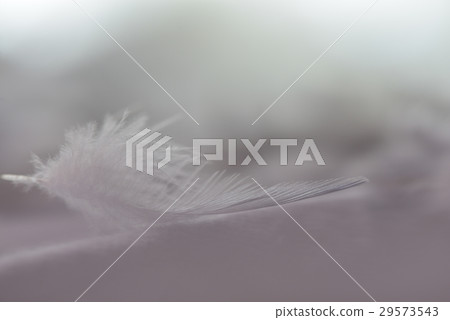 羽毛 羽 鳥羽 29573543