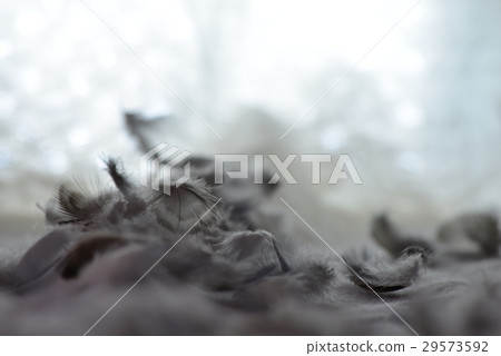 羽毛 羽 鳥羽 29573592