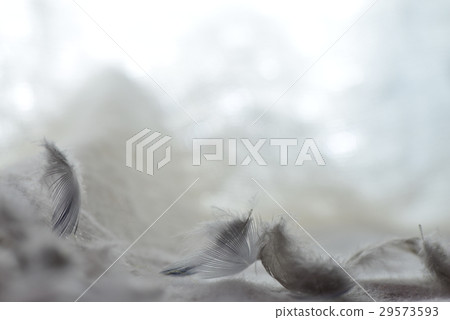 羽毛 羽 鳥羽 羽毛 羽 鳥羽 29573593